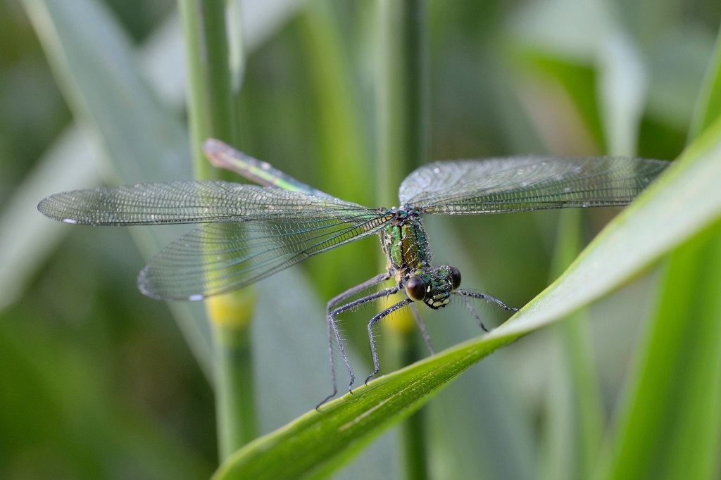 Gebänderte Prachtlibelle w 10 062014