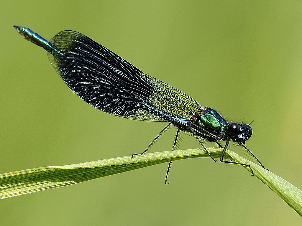 Gebaenderte Prachtlibelle 2 6862A