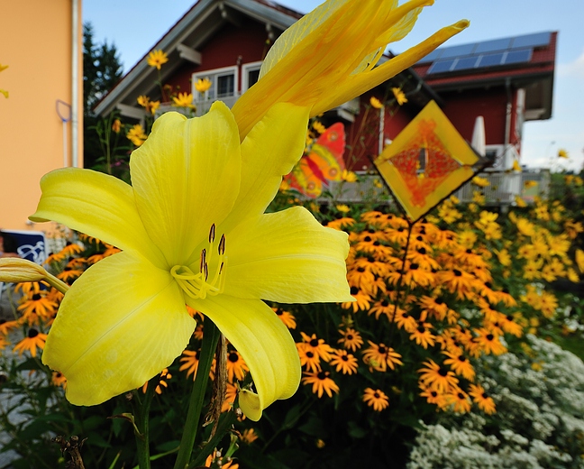 Geburtstagsblume