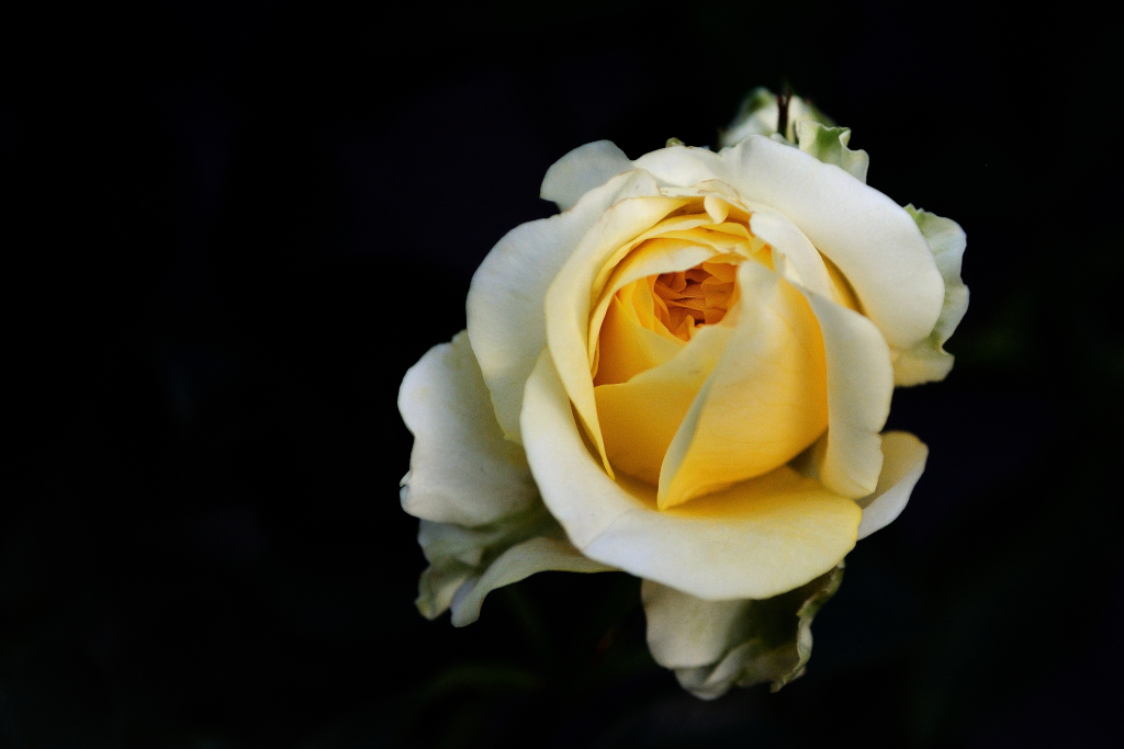 Geburtstagsrose 01x