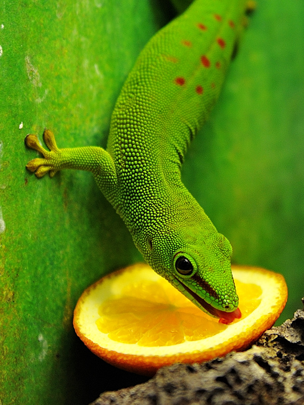gecko
