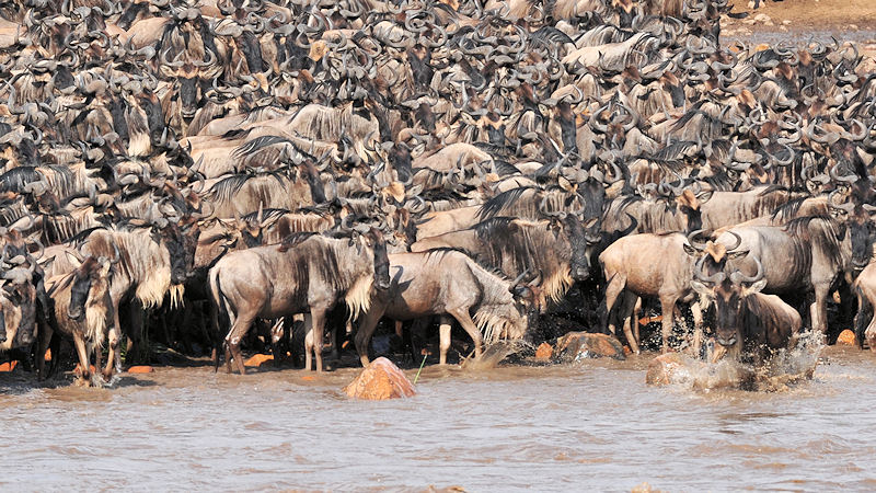 Gedränge am Mara-River
Das erste Gnu wag sicht ins Wasser
0894