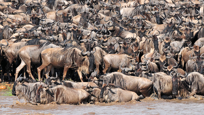 Gedränge am Mara-Rvier
weitere Gnus folgen
2834