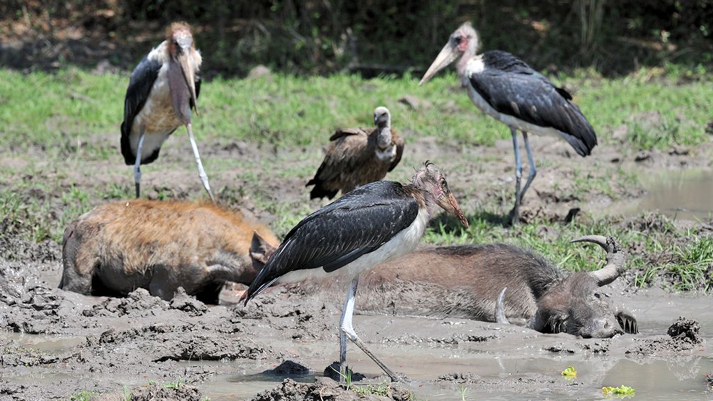 geduldig warten die Marabus auf ihre Chance
South Luangwa
7177