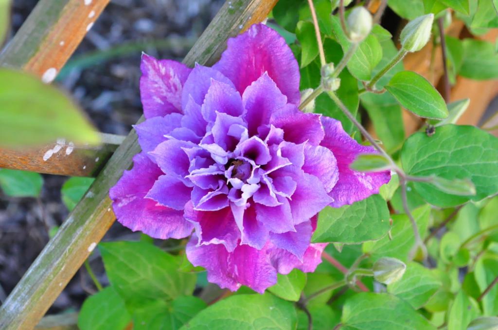 gefüllte Clematis