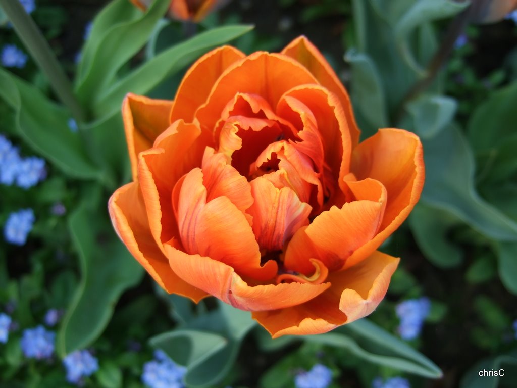 gefüllte Tulpe