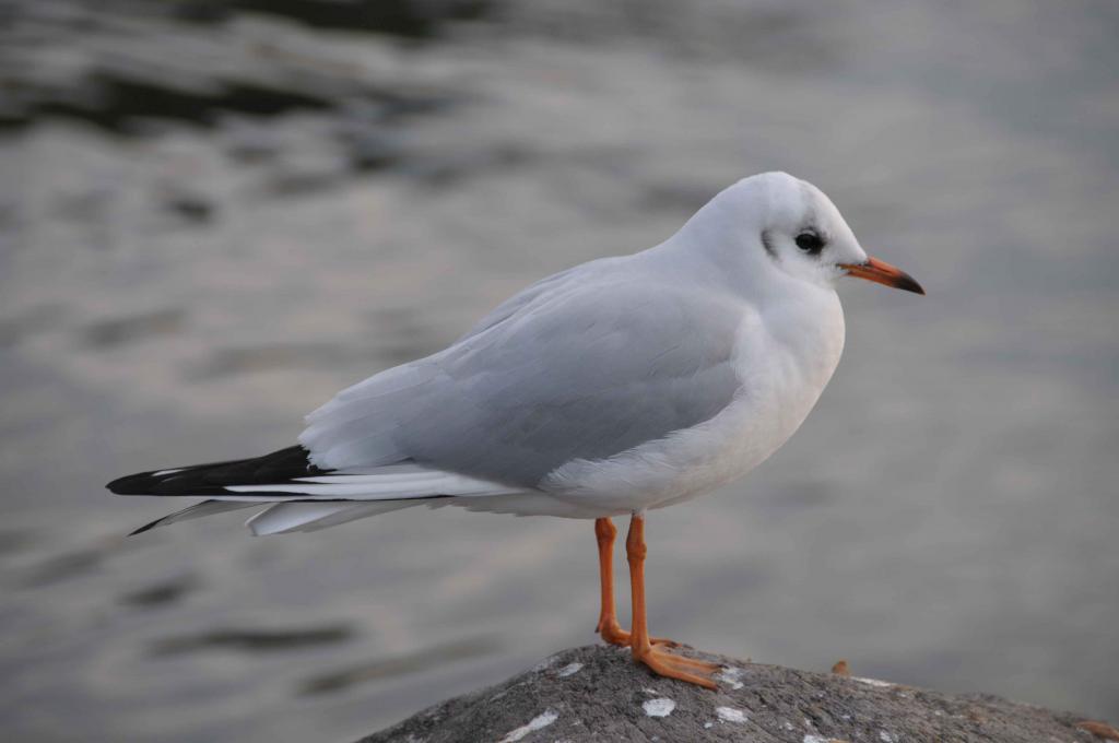 Geflügel1