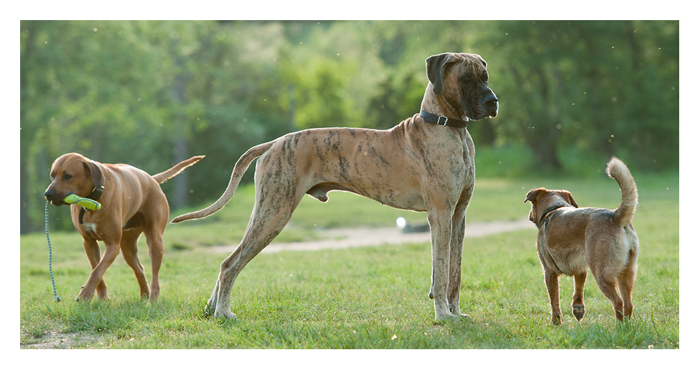 Gegenlicht Dogge und Mrvane