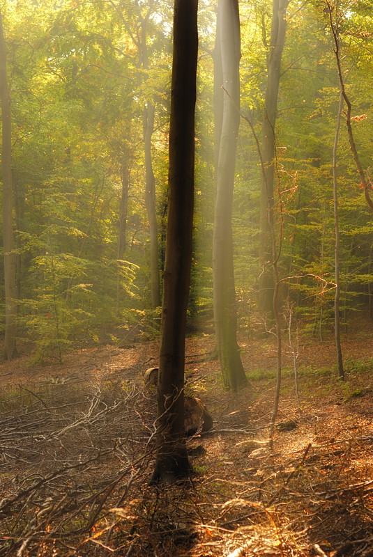 gegenlicht im stammschatten