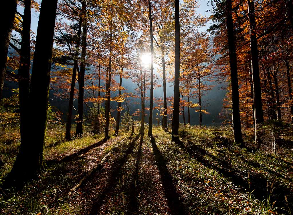 Gegenlicht im Wald