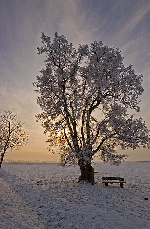 Gegenlicht, Winter