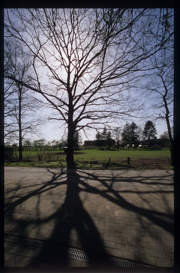 gegenlicht