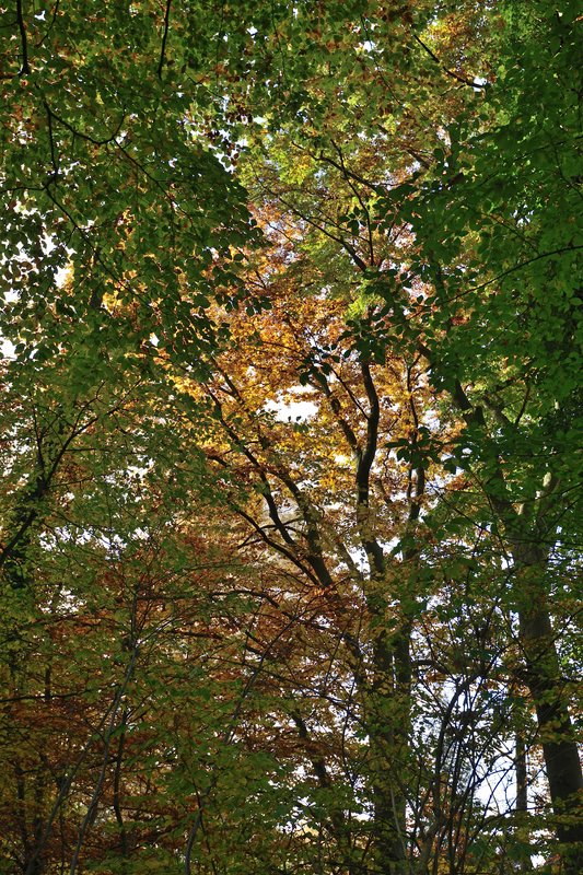 Gegenlicht