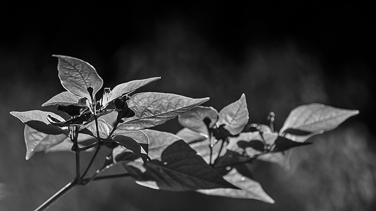Gegenlicht