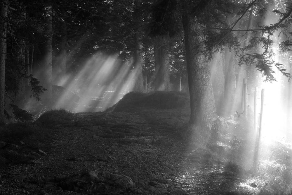 Gehe nicht ins Licht!