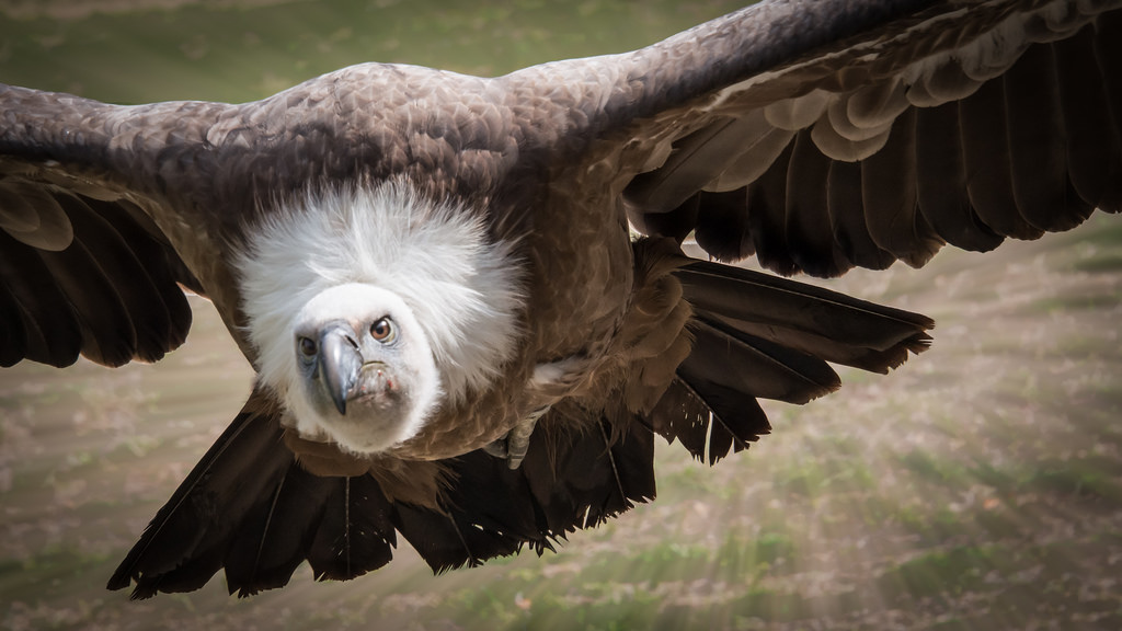 Geier bei einer Greifvogelschau
