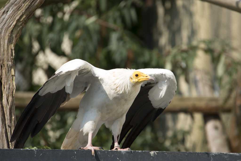Geier Zoo Köln
