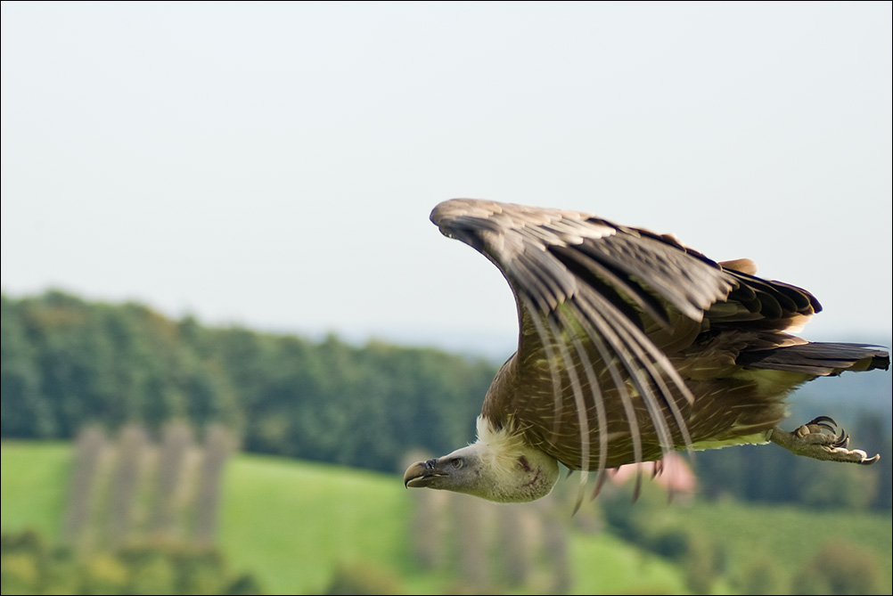 Geierflug