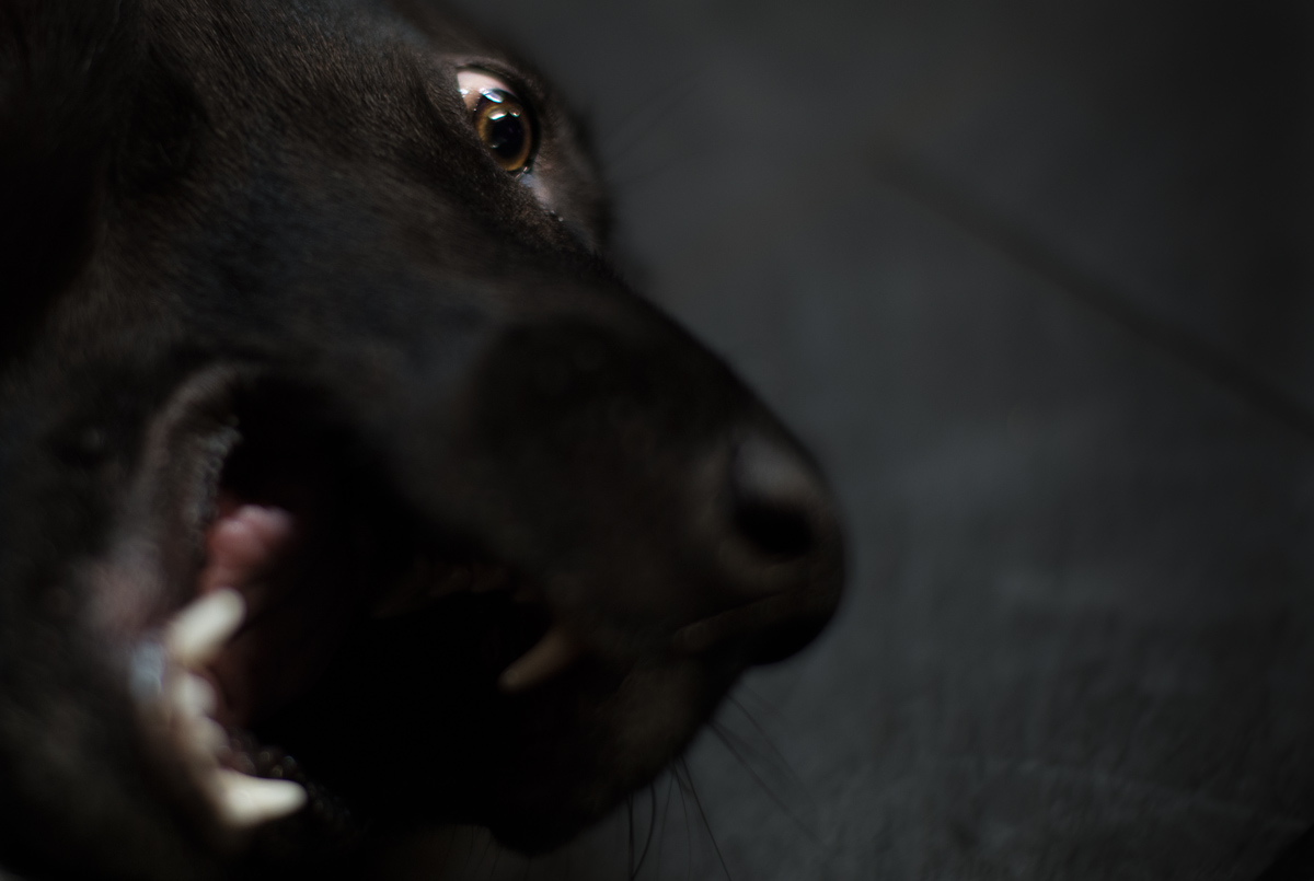gekraulter Hund3