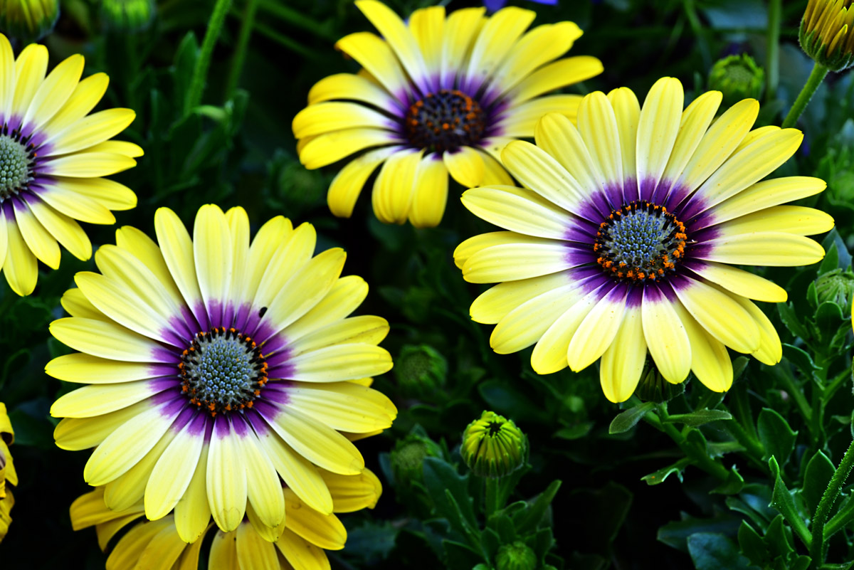 Gelb und Lila daisy Blume Blüte_1200.jpg