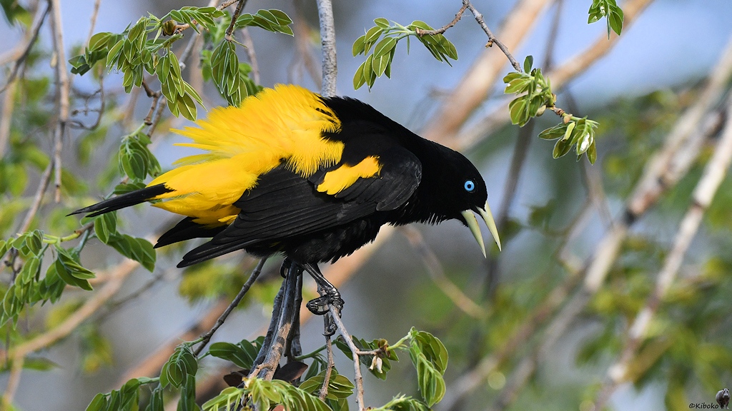 Gelbbürzelkassike auch Gelbrücken-Stirnvogel (Lawrence's Cacique) 

s1184 RioClaro Cacique 8315