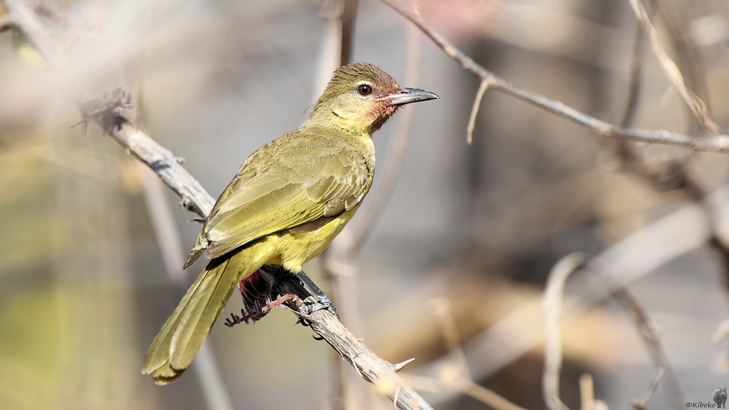 Gelbbauchbülbül (Yellow bellied Greenbul)
Ruaha Nationalpark

s530 Ruaha Yellow bellied Greenbul 3912