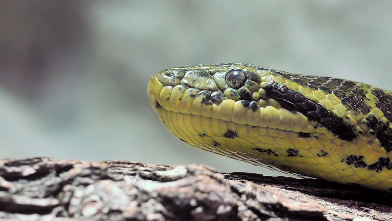 gelbe Anaconda
Luisenpark Mannheim
6800