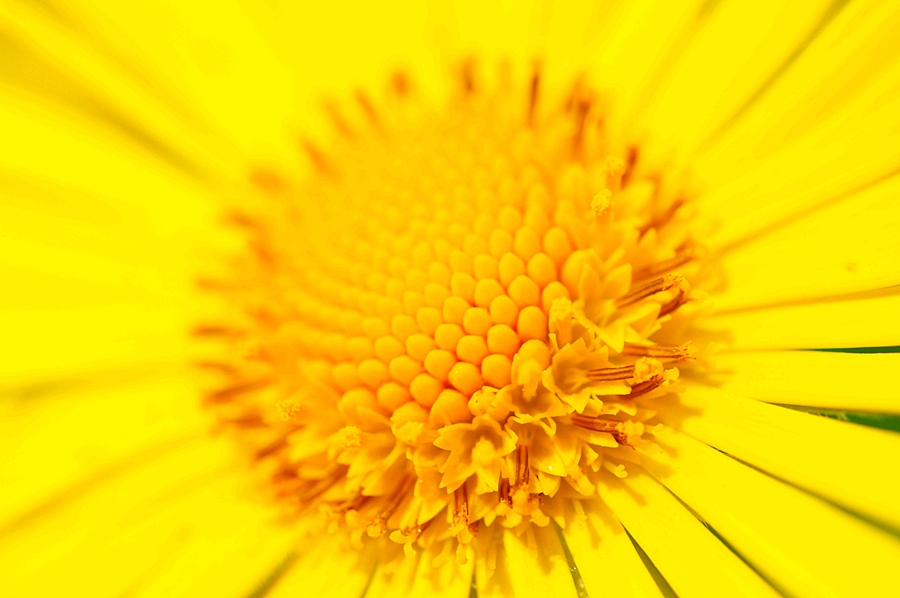 gelbe Blume Forum