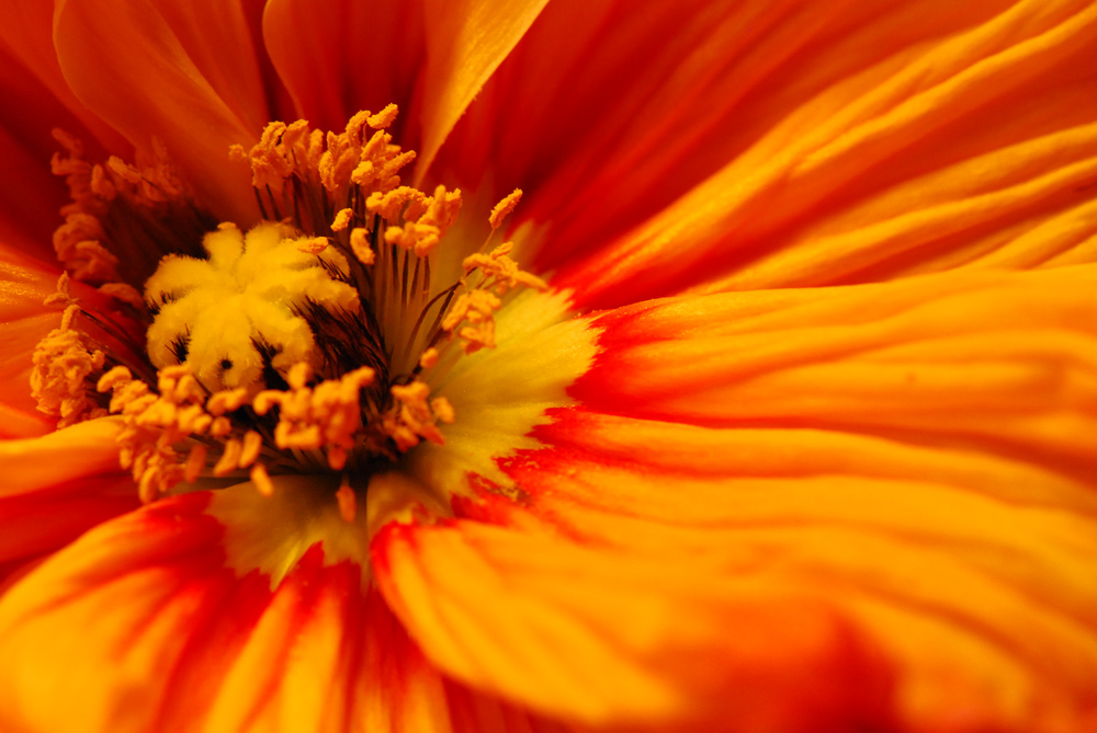 Gelbe Blume