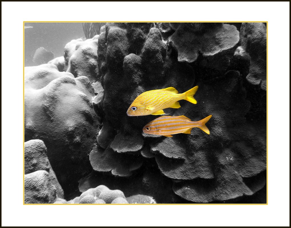 Gelbe Fische 03