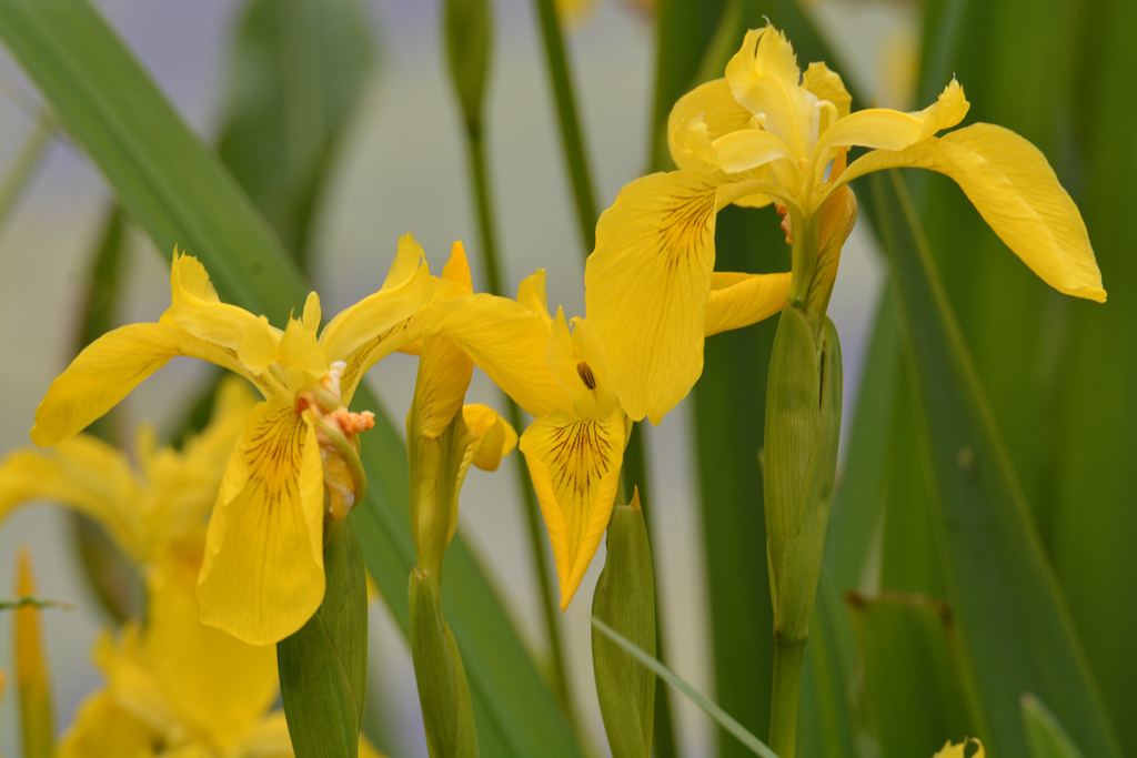 Gelbe Iris 831
