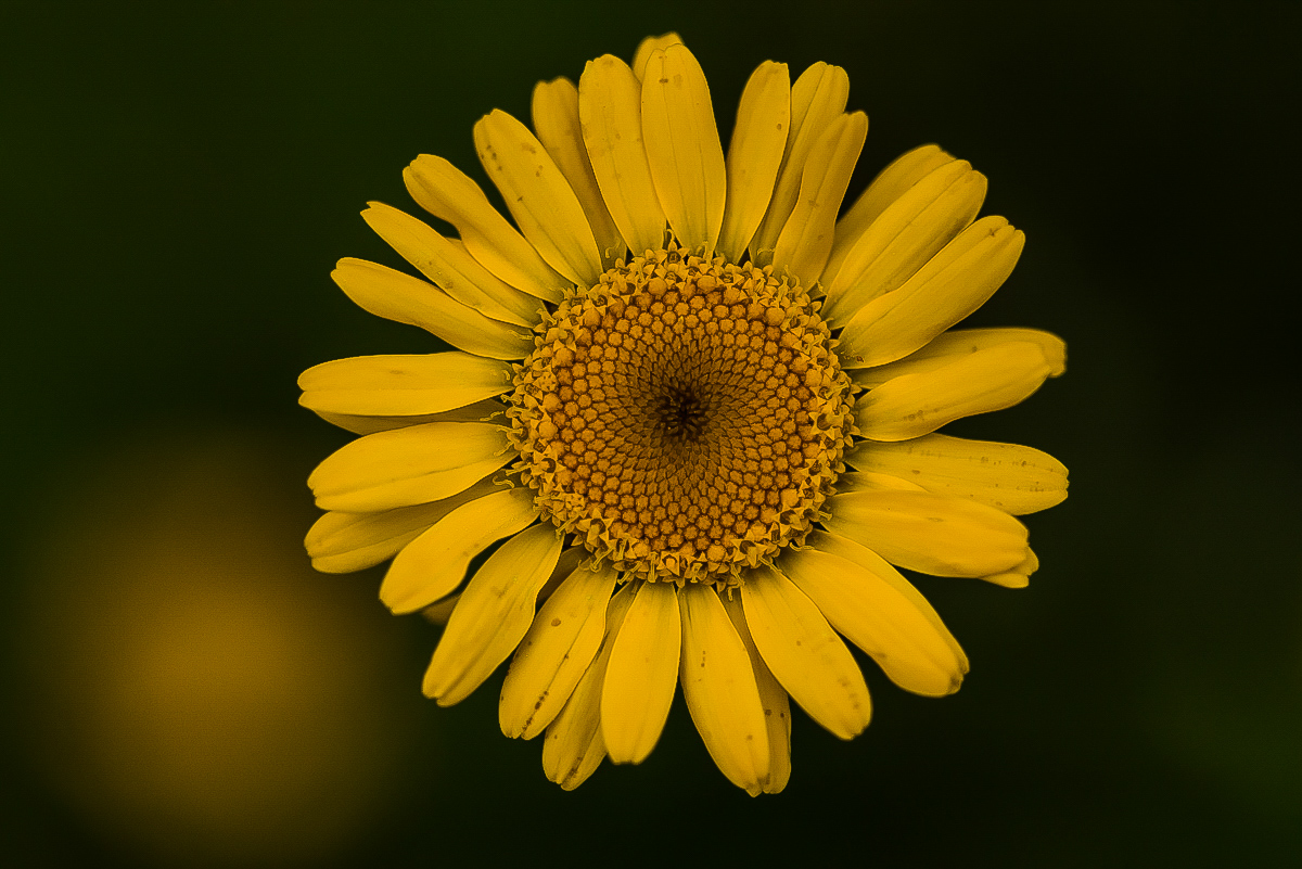 gelbe Margerite.JPG