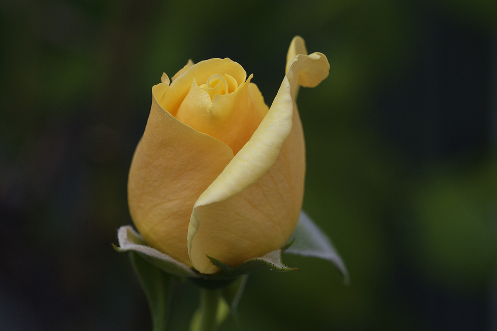 Gelbe Rose