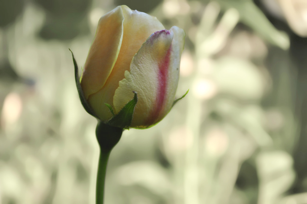 Gelbe Rose