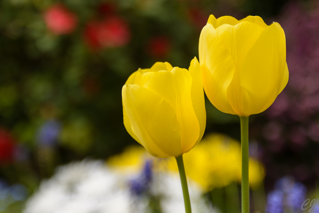 Gelbe Tulpen