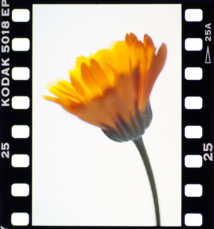 gelbeblume