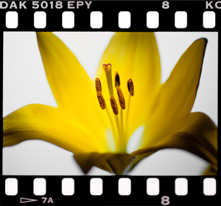 gelbeblume2