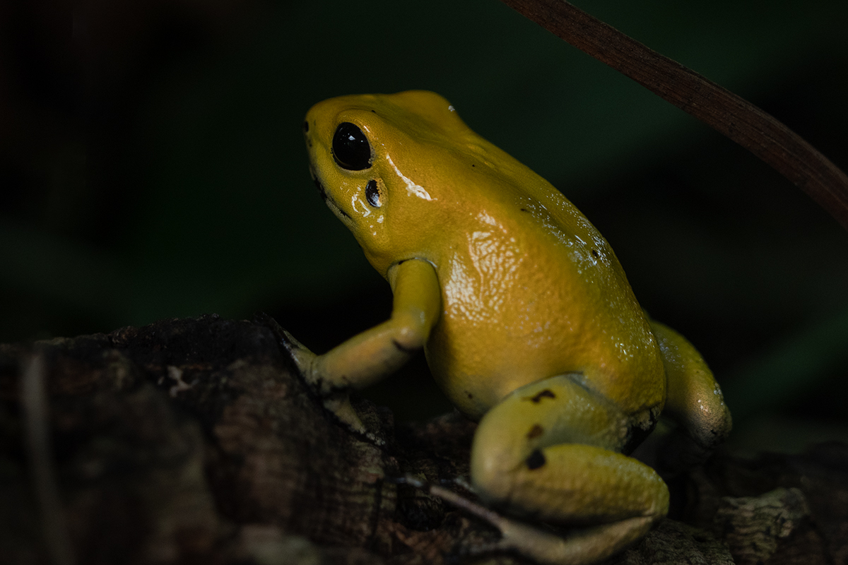Gelber Pfeilgiftfrosch P3090158