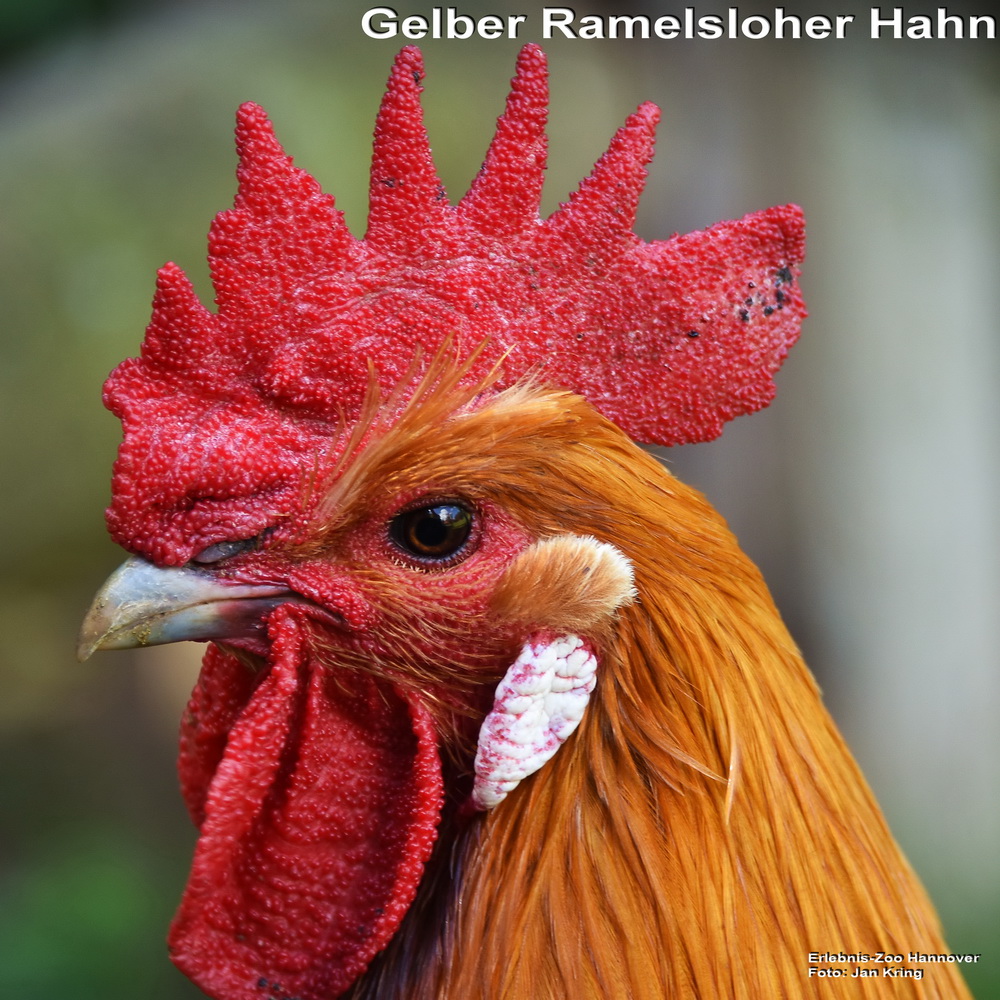 Gelber Ramelsloher Hahn