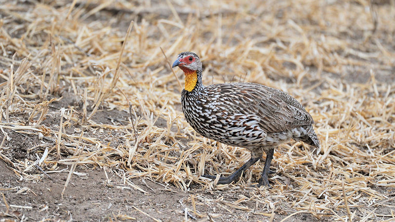 Gelbkehlfrankolin (Yellow-necked spurfowl)
im Tarangire
8565