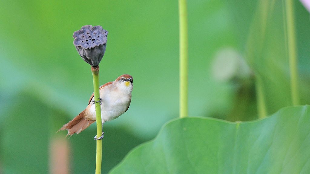 Gelbkehlschlüpfer (Yello-chinned spinetail)
Botanischer Garten, Georgetown
8839