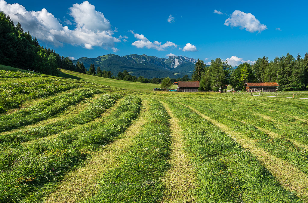 gemähte Wiese Filzen