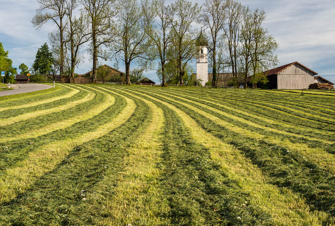 gemähte Wiese im Mai