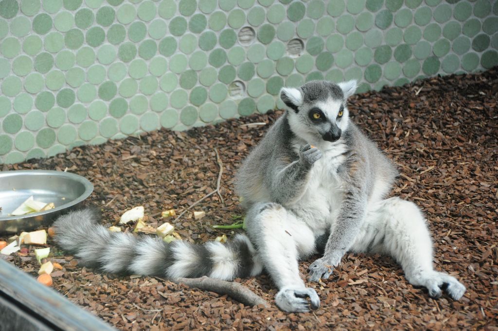 Gemütliche Brotzeit - the lemur style
