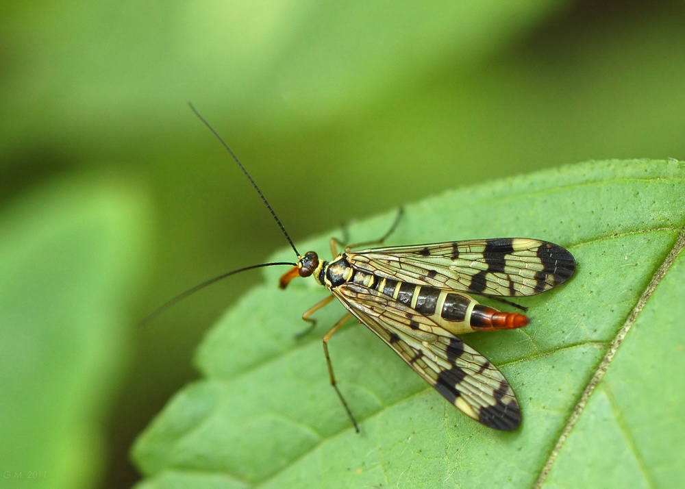Gemeine Skorpionfliege / Panorpa communis
