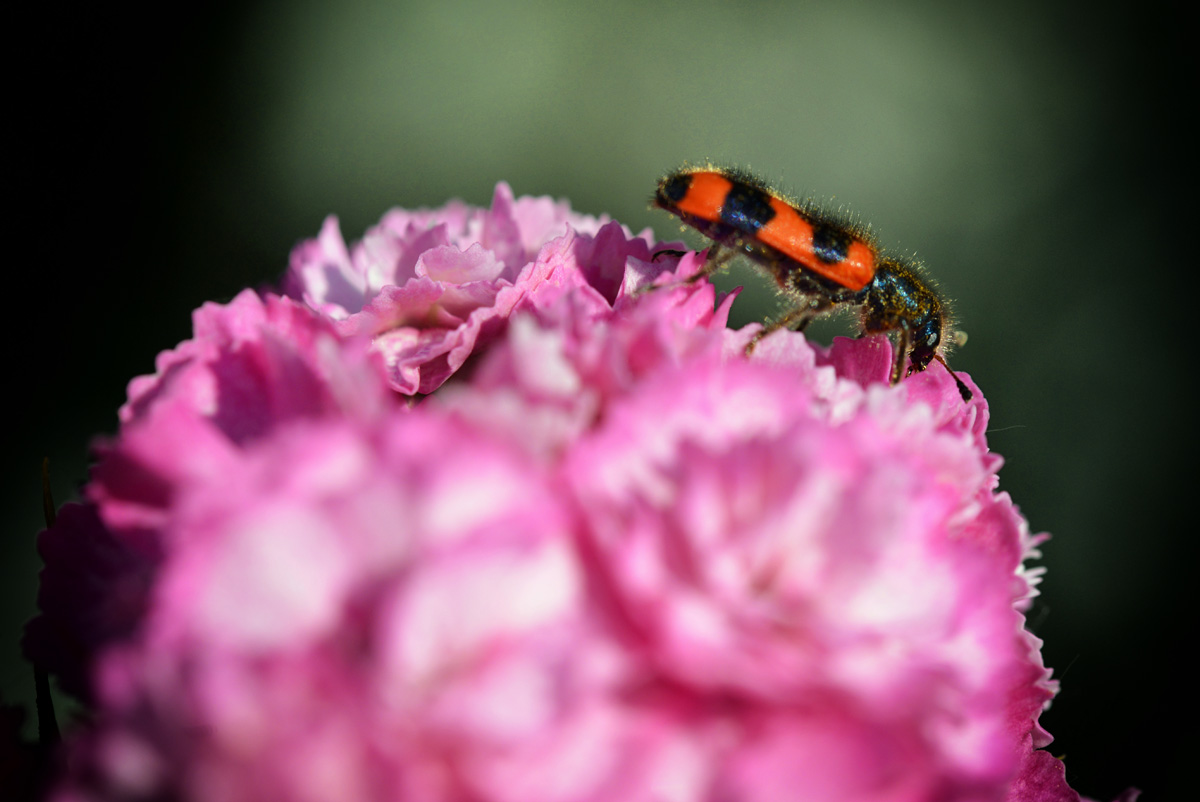 Gemeiner Bienenkäfer .jpg