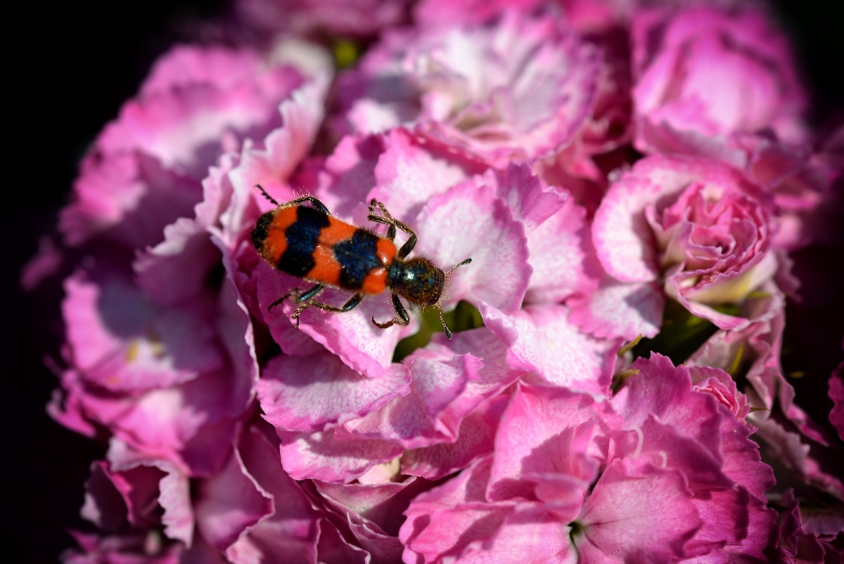 Gemeiner Bienenkäfer_1200 .jpg
