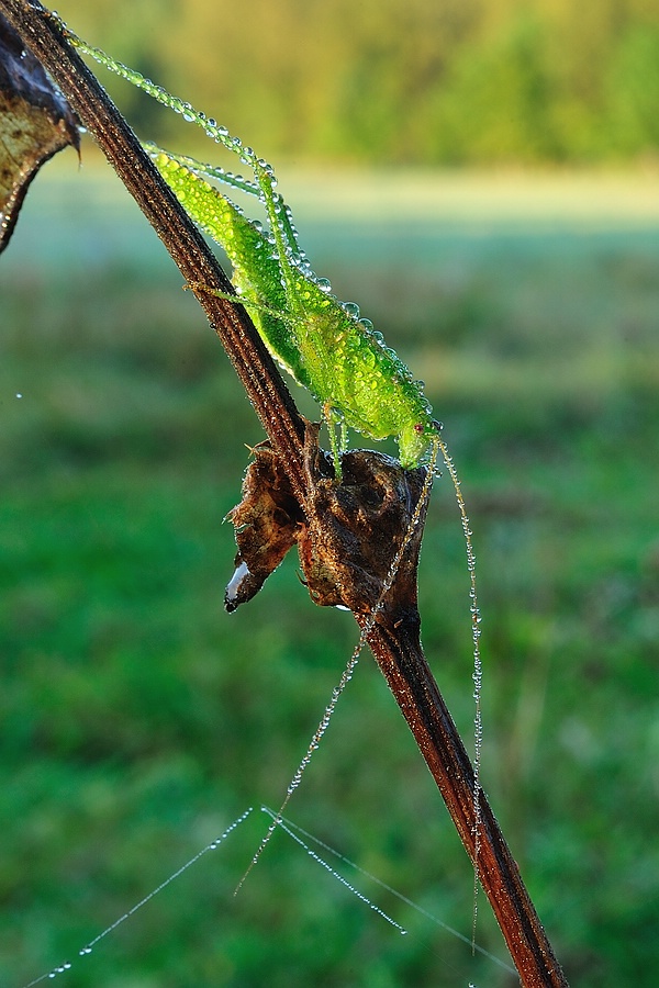 GemeineSichelschrecke PhaneropteraFalcata