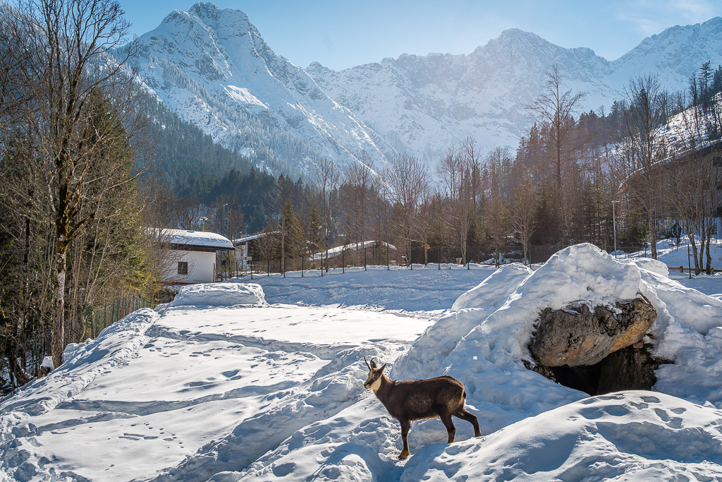 Gemse Karwendel