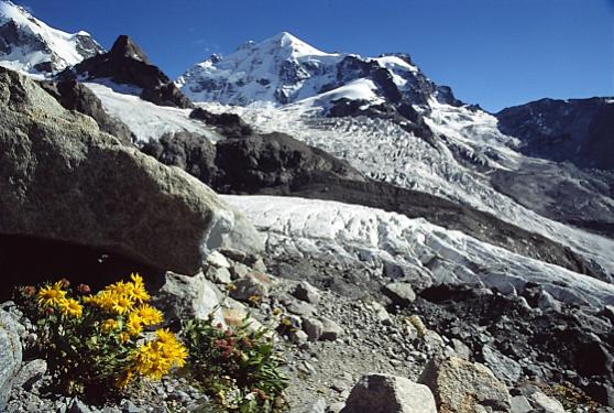 Gemswurz mit Piz Roseg, Bernina. Schweiz
www.bergsinn.de